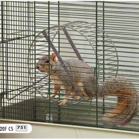 ΡΟΔΑ ΜΕΤΑΛΛΙΚΗ RAS 20F ΜΕ ΣΤΑΝΤ