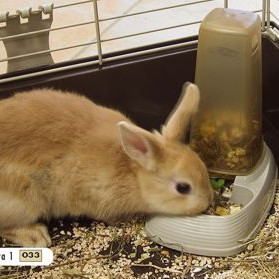 ΠΟΤΙΣΤΡΑ-ΤΑΙΣΤΡΑ KUFRA 1