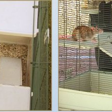 ΣΚΑΛΑ SCA 11 ΓΙΑ ΚΛΟΥΒΙΑ ΤΡΩΚΤΙΚΩΝ