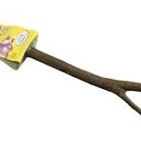 ΚΛΑΔΙ ΠΟΥΛΙΩΝ ΑΠΟ ΦΥΣΙΚΟ ΞΥΛΟ SMALL