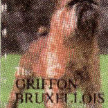 GRIFFON BRUXELLOIS