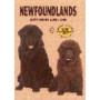 NEWFOUNDLANDS