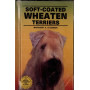 SOFT COATED WHEATEN TERRIERS