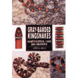 KINGSNAKES- GRAY BANDED