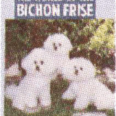 BICHON FRISE - THE WORLD OF