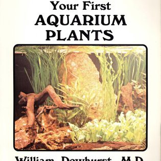 YOUR FIRST AQUARIUM PLANT