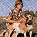 AMERICAN PIT BULL TERRIER