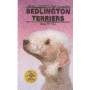BEDLINGTON TERRIERS