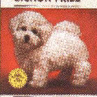 BICHON FRISE, THIS IS THE