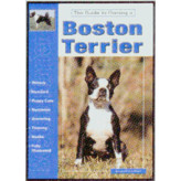 BOSTON TERRIER