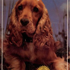 COCKER SPANIEL