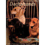 DACHSHUNDS