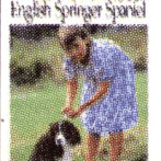 ENGLISH SPINGER SPANIEL TRAIN