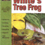 FROGS -WHITES TREE-