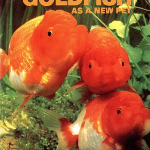 GOLDFISH AS A NEW PET
