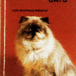 HIMALAYAN CATS,ALL ABOUT