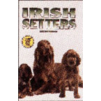 IRISH SETTERS