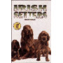 IRISH SETTERS