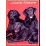 LABRADOR RETRIEVERS