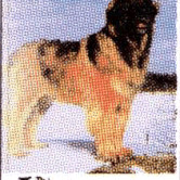 LEONBERGER , THE