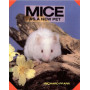 MICE AS A NEW PET