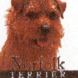 NORFOLK TERRIER
