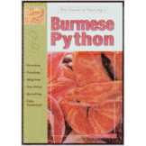PYTHONS , BURMESE