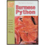 PYTHONS , BURMESE