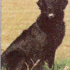 RETRIEVERS, FLATCOATED