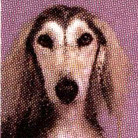 SALUKIS