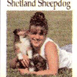SHETLAND SHEEPDOG HOW TO TRAIN