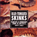 SKINKS- BLUE TONGUED-