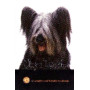 SKYE TERRIER