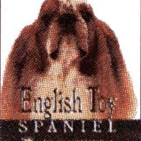 SPANIEL - ENGLISH TOY-