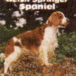 SPRINGER SPANIEL-WELSH