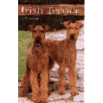 TERRIER, IRISH