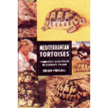 TORTOISES -MEDITERRANIAN-