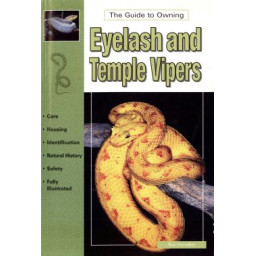 VIPERS - EYELASH & TEMPLE