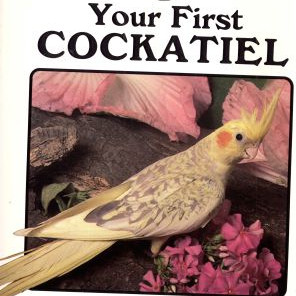 YOUR FIRST COCKATIEL