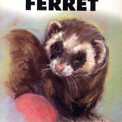 YOUR FIRST FERRET