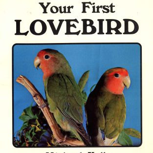 YOUR FIRST LOVE BIRD