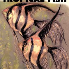 YOUR FIRST TROPICAL FISH