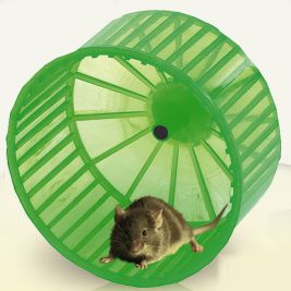 ΡΟΔΑ ΧΑΜΣΤΕΡ ΠΛΑΣΤΙΚΗ 15P IN